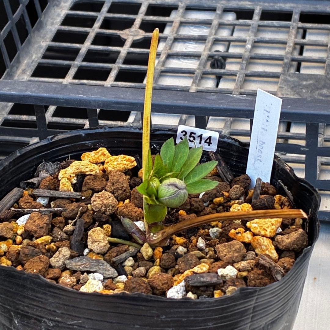 ば*な様 3514☘️蕾花タグ付☘️超小〜小輪⭐️放射状ストライプ柄⭐️超コンパ